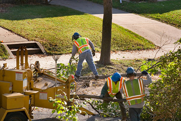 Hull, IA Tree Services Company